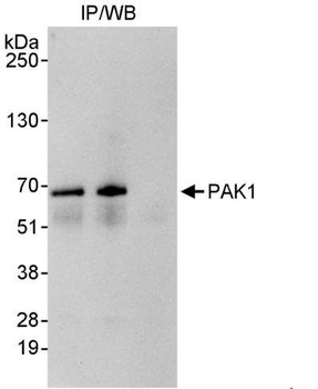 Rabbit anti-PAK1 Antibody