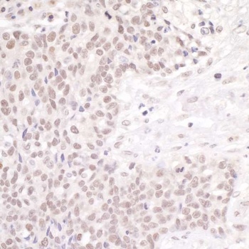 Rabbit anti-CSTF50 Antibody
