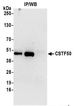 CSTF50 Antibody