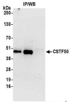 Rabbit anti-CSTF50 Antibody