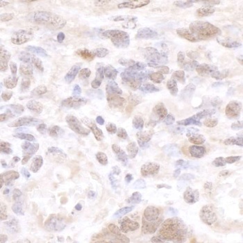 Rabbit anti-CSTF50 Antibody