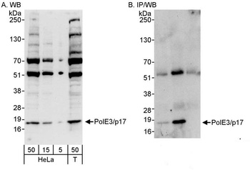 PolE3/p17 Antibody