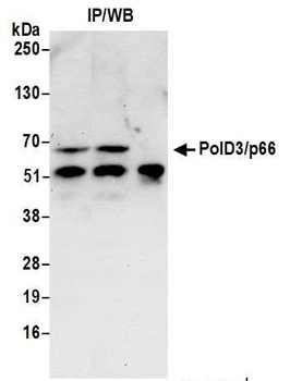 PolD3/p66 Antibody