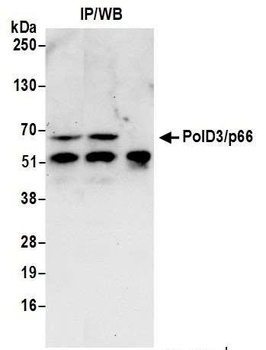 Rabbit anti-PolD3/p66 Antibody