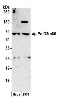 Rabbit anti-PolD3/p66 Antibody