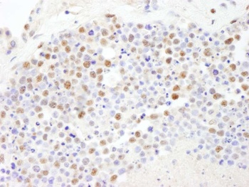 Rabbit anti-PolD3/p66 Antibody