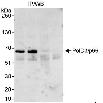 Rabbit anti-PolD3/p66 Antibody