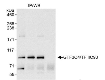 Rabbit anti-GTF3C4/TFIIIC90 Antibody