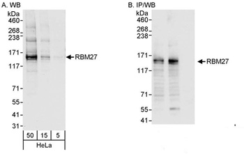 Rabbit anti-RBM27 Antibody