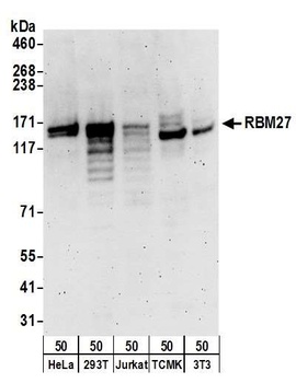 Rabbit anti-RBM27 Antibody
