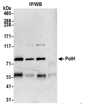 Rabbit anti-PolH Antibody