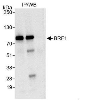 BRF1 Antibody