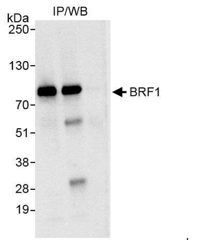 Rabbit anti-BRF1 Antibody