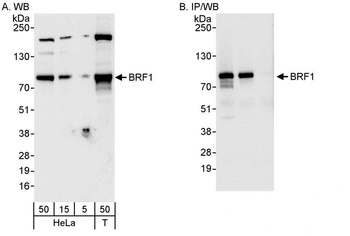Rabbit BRF1 Antibody