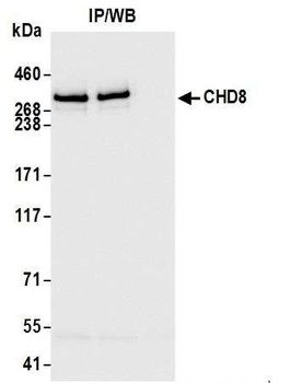 CHD8 Antibody