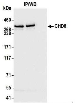 Rabbit anti-CHD8 Antibody