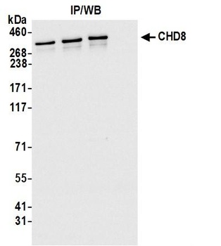Rabbit anti-CHD8 Antibody