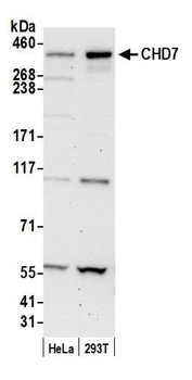 Rabbit anti-CHD7 Antibody