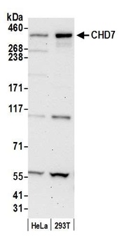 CHD7 Antibody