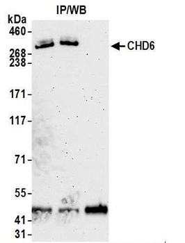 Rabbit anti-CHD6 Antibody