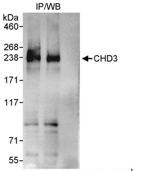 Rabbit anti-CHD3 Antibody