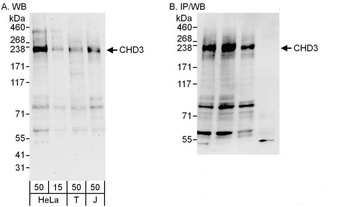 CHD3 Antibody