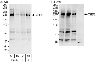 Rabbit anti-CHD3 Antibody