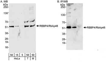 RbBP4 Antibody