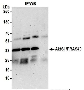 Rabbit anti-AktS1/PRAS40 Antibody
