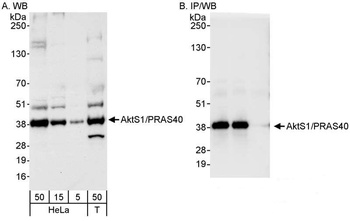Rabbit anti-AktS1/PRAS40 Antibody