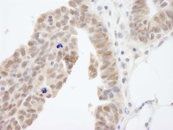 Rabbit anti-ABI1 Antibody