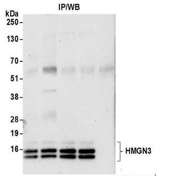 HMGN3 Antibody
