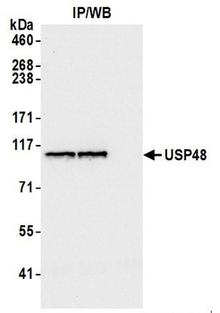Rabbit anti-USP48 Antibody