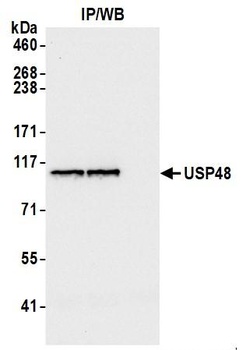 USP48 Antibody