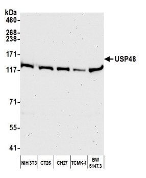 Rabbit anti-USP48 Antibody