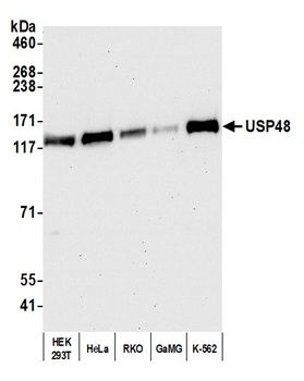 Rabbit anti-USP48 Antibody