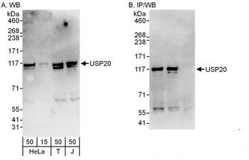 Rabbit anti-USP20/VDU2 Antibody