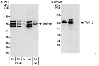 Rabbit anti-TRIP10/CIP4 Antibody