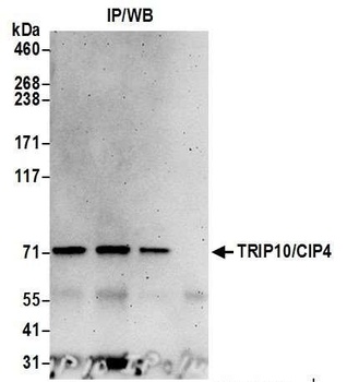 Rabbit anti-TRIP10/CIP4 Antibody