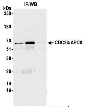 Rabbit anti-CDC23/APC8 Antibody