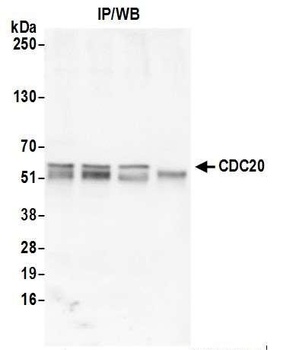 CDC20 Antibody