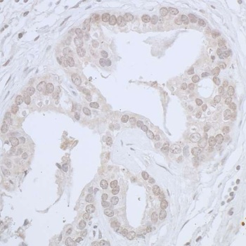 Rabbit anti-CDC20 Antibody