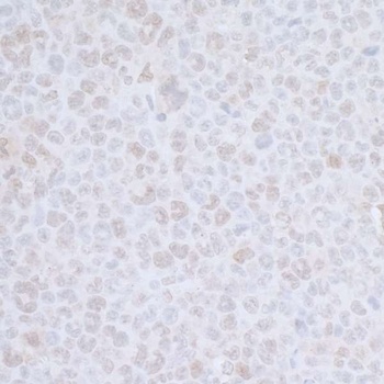 CDC20 Antibody