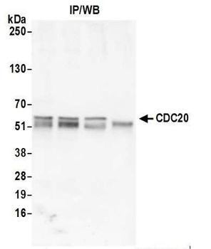 Rabbit anti-CDC20 Antibody