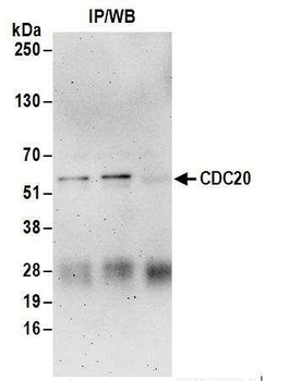 Rabbit anti-CDC20 Antibody