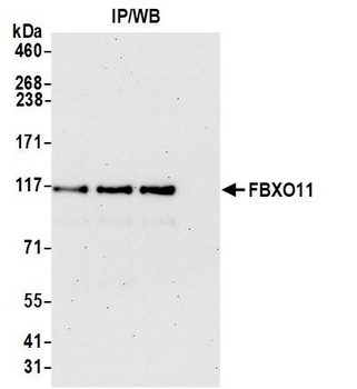 FBXO11 Antibody