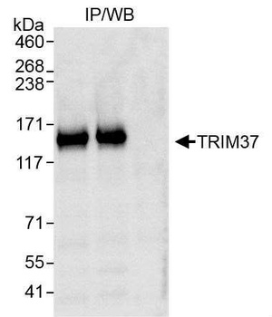 Rabbit anti-TRIM37 Antibody