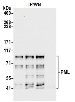 Rabbit anti-PML Antibody