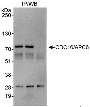 Rabbit CDC16/APC6 Antibody