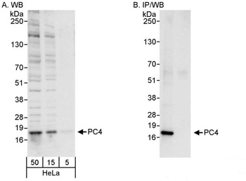 Rabbit PC4 Antibody